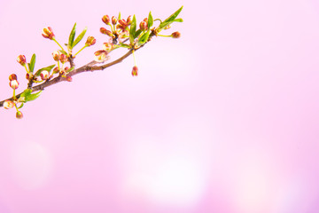 Beautiful gentle spring twigs with white flowers on a pink background top view flat lay with space for text. Greeting card with delicate flowers Pink floral background