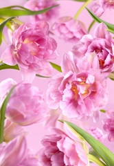 Fototapeta na wymiar Pink peony tulip flowers on pink background.