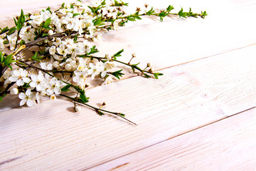Spring background. Cherry flowers on a wooden background. Selective focus. Copy space. Banner. Springtime concept