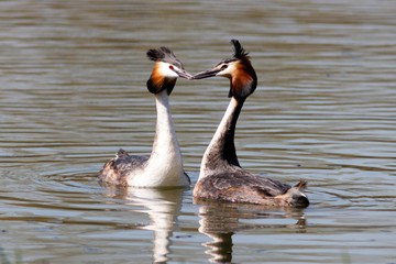 Great crested grebe