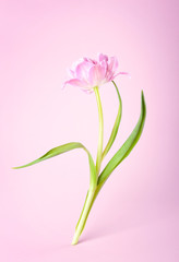 Pink tulip flower on pink background.