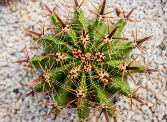 Naklejka na ściany i meble Collection beautiful prickly cacti in the greenhouse