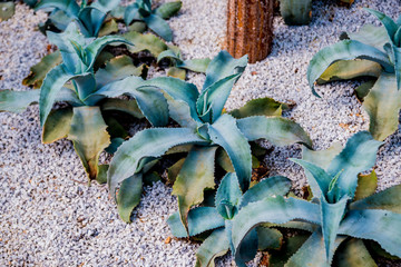 Collection beautiful prickly cacti in the greenhouse
