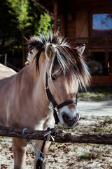 Portrait d'un cheval marron dans un centre équestre © PicsArt