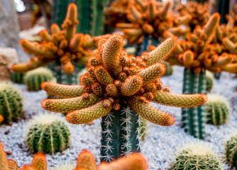Collection beautiful prickly cacti in the greenhouse