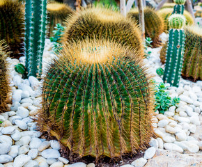 Collection beautiful prickly cacti in the greenhouse