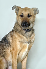 purebred dog pooch on a white background in the studio