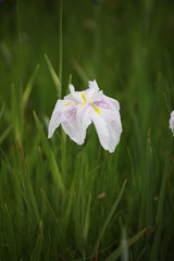 花菖蒲のアップ　花菖蒲　満開の花ショウブ