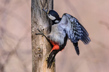 Picchio rosso in volo