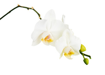 Orchid isolated on white background.