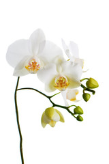 Naklejka na ściany i meble Orchid isolated on white background.