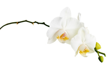 Orchid isolated on white background.