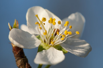 CloseUp of a cherry blossom white flowers