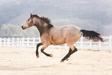 Buckskin mare running in a South African landscape