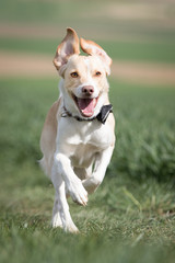 Hunde haben Spa&szlig;