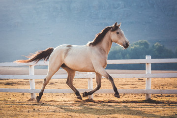 Buckskin mare running in a South African landscape