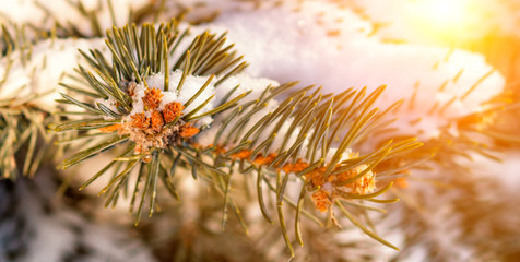 Naklejka na ściany i meble Frosty winter landscape in snowy forest. Pine branches covered with snow in cold winter weather. Christmas background with fir trees and blurred background of winter