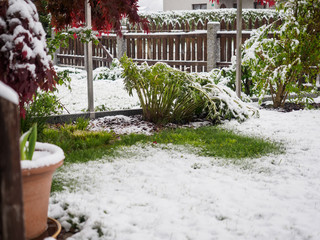 Unexpected snow in spring on plants in the garden