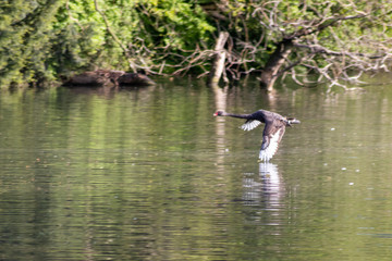 Schwarzer Trauerschwan setzt im Flug zur Landung auf einem See an