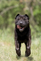 Shar Pei beim Spaziergang 