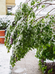 Unexpected snow in spring on plants in the garden