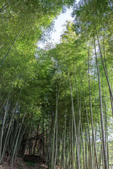 Obraz premium 竹林