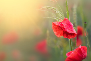 Almond blossoms over blurred nature background