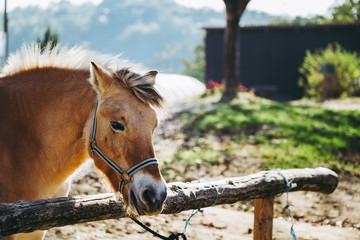 Cheval marron dans un centre équestre