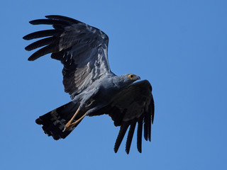 African harrier-hawk (Polyboroides typus)