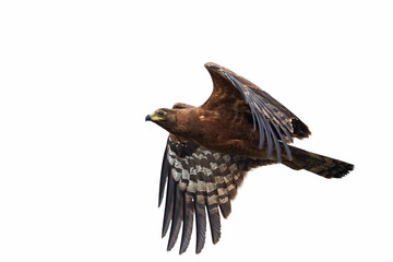 African harrier-hawk (Polyboroides typus)