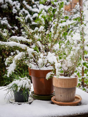 Unexpected snow in spring on plants in the garden