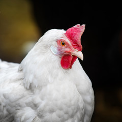 Head of a white hen, chicken's portrait close up