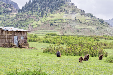 Gelada monkeys in the Simien Mountains north of Ethiopia feeding on the grass that grows next to a barn of rustic wooden slats with the mountains in the background on a sunless day.