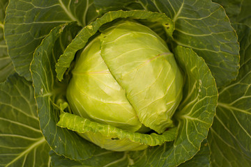 Closeup cabbage