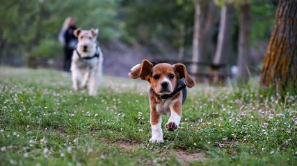 Portrait Beagle Elisabeth