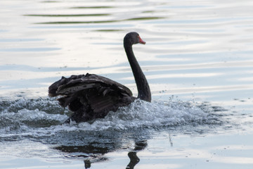 Schwarzer Trauerschwan landet mit weit gespreizten Flügeln auf einem See