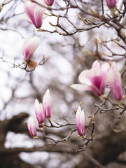 Fototapeta na wymiar Wunderschöne Magnolien - Frühlingszeit