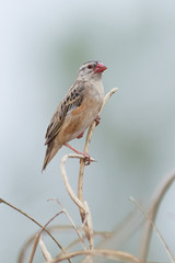 Red-billed quelea (Quelea quelea)