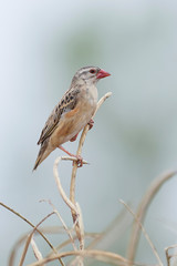 Red-billed quelea (Quelea quelea)
