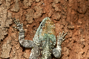 tree agama in Kruger national park in South Africa