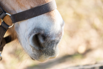 Close up sur les naseaux d'un cheval © PicsArt