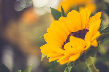 sunflower closeup view. pastel tone color. 