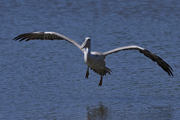 Pink-backed pelican (Pelecanus rufescens)