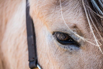 Close up sur l'oeil d'un cheval marron