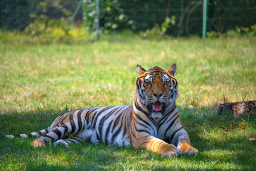 Tiger sits on the grass in an open space looking at the camera.