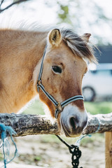 Cheval marron dans un centre équestre © PicsArt