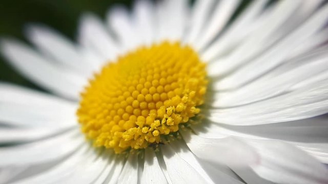 Close Up Of Small Insect On A Daisy Flower.