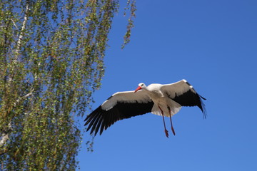 Storch im Flug