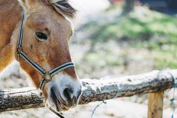 Portrait d'un cheval marron dans un centre équestre © PicsArt