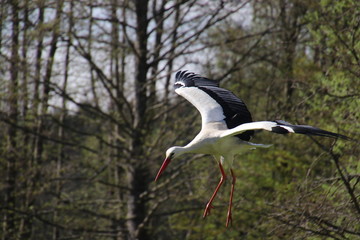 Storch im Anflug